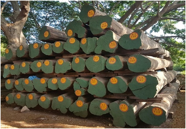 Teak Wood